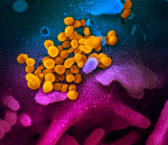 korona virus