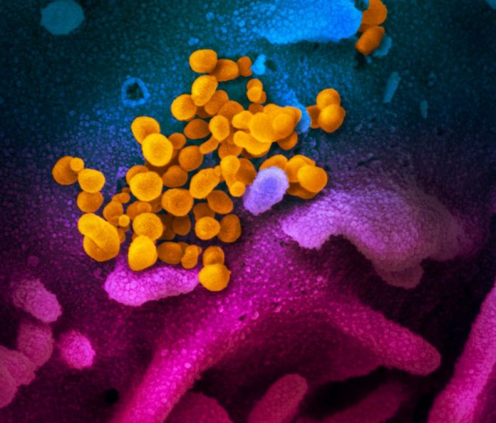 korona virus