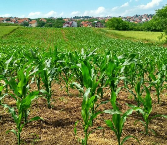 Srem: Zeleni srpski vrt između Save i Dunava srem